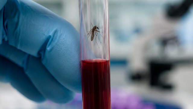 New West Nile Virus Cases Reported: What You Need to Know Now